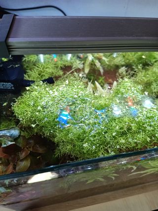 Riccia fluitans para acuario