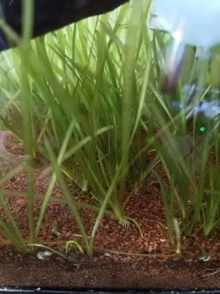 Vallisneria nana plantas acuáticas
