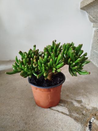 Planta Crassula Ovata Gollum