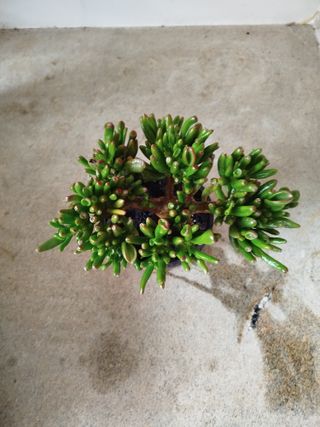Planta Crassula Ovata Gollum