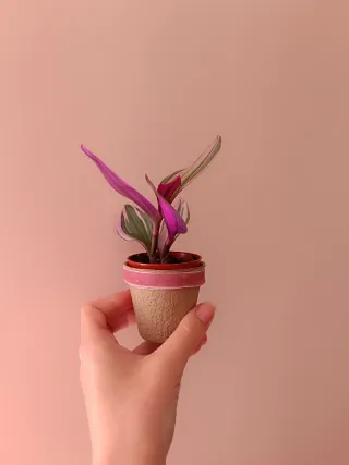 Tradescantia Nanouk Planta 