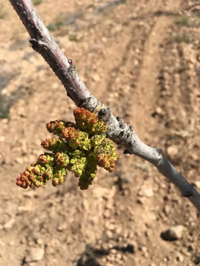 Finca de almendros y pistachos