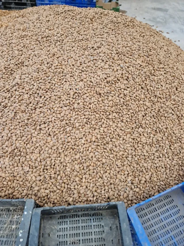 Finca de almendros y pistachos