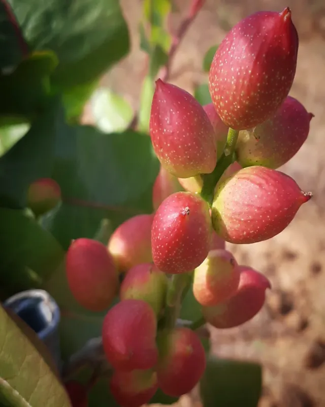 Finca de almendros y pistachos