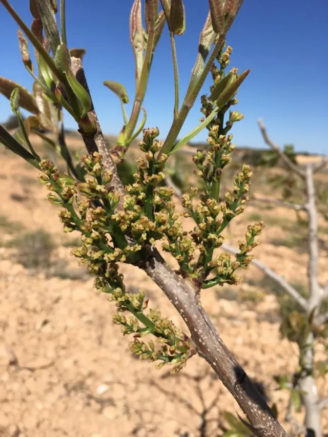 Finca de almendros y pistachos