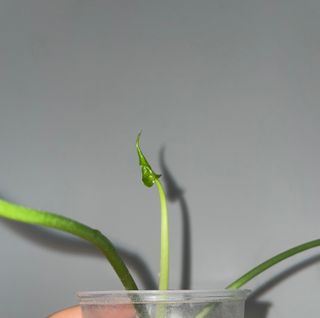 Anthurium Delta Force