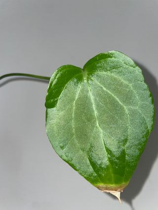 Anthurium Delta Force