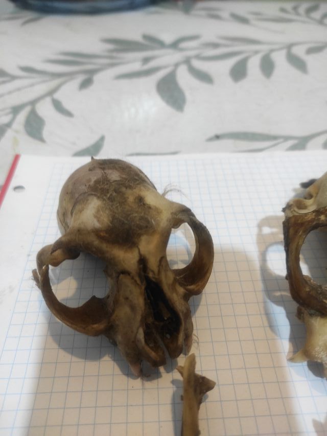 Fósiles de cráneos de animales