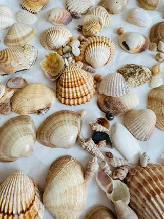 Conchiglie miste per decorazioni 