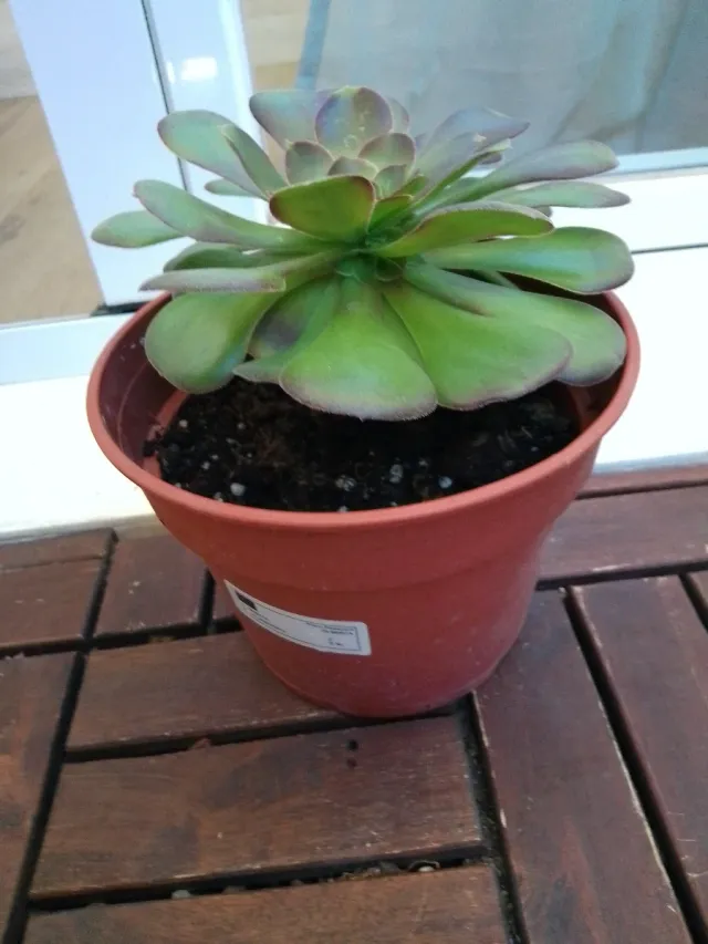 Planta Aeonium