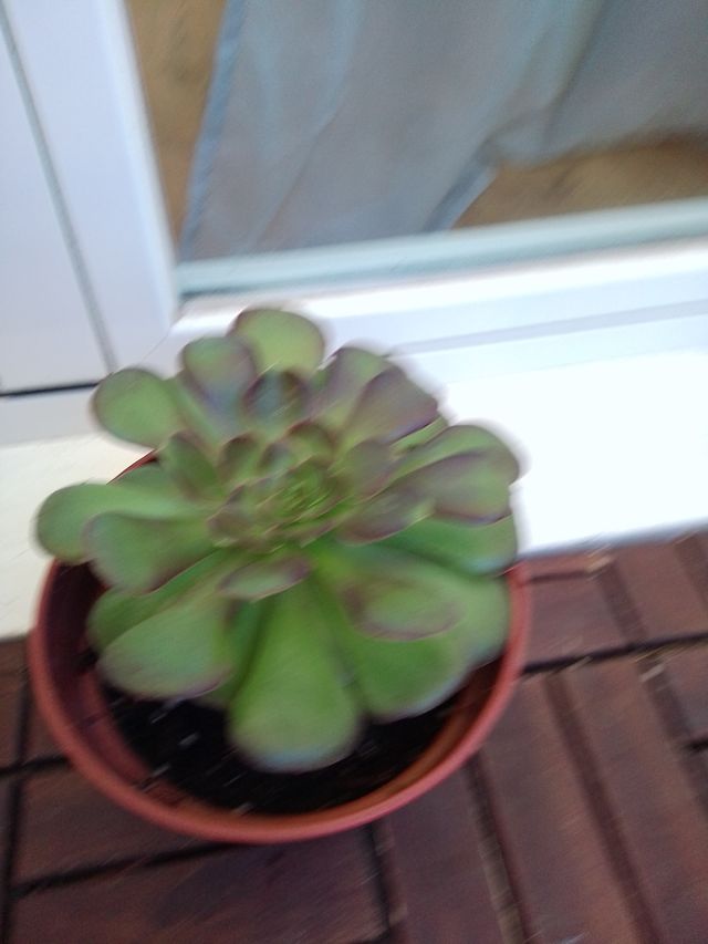 Planta Aeonium