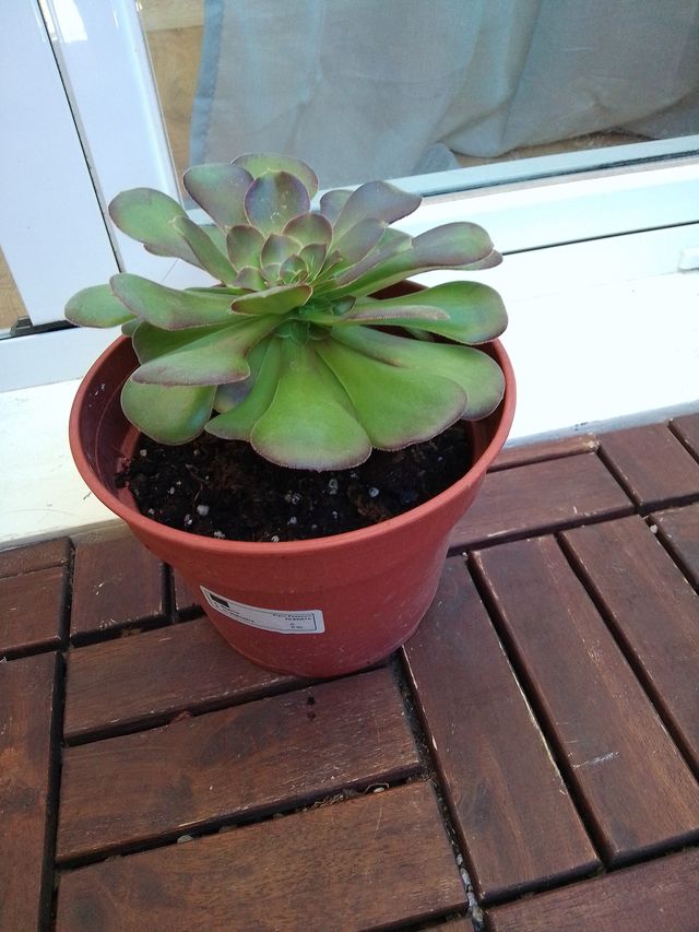 Planta Aeonium