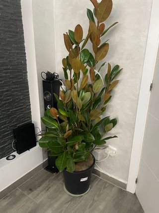 Planta de interior grande