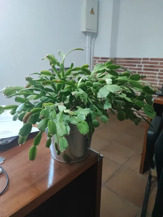 Cactus de navidad