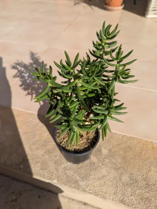 Crassula Tetragona Planta Suculenta