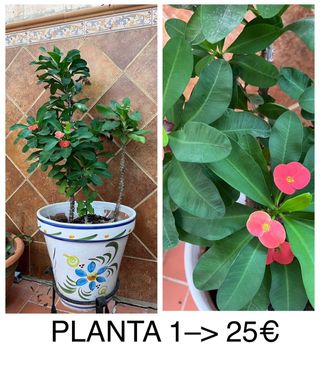 Planta de jardín 