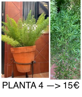 Planta de jardín 