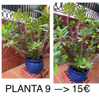 Planta de jardín 