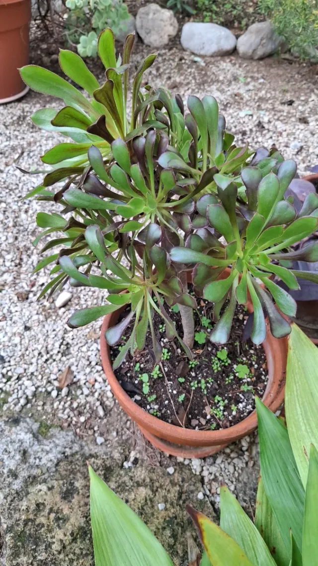 Aeonium planta suculenta, com maceta  de barro.