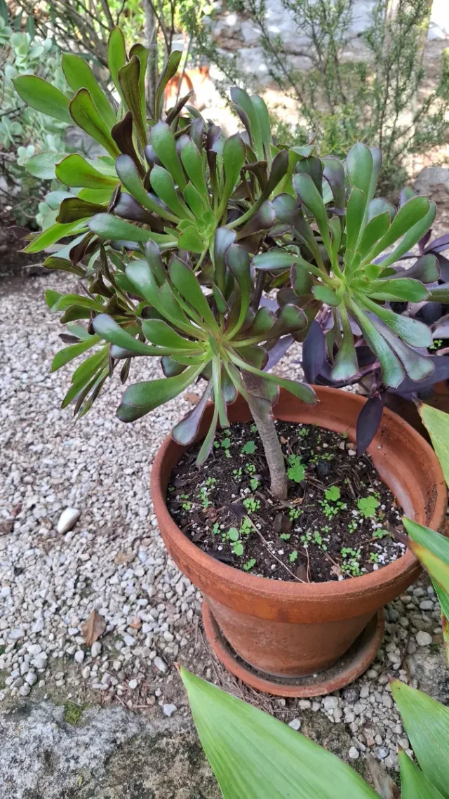 Aeonium planta suculenta, com maceta  de barro.
