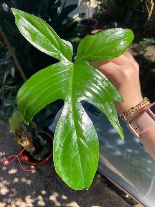 Corte de Planta Philodendron Florida Ghost