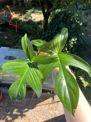 Corte de Planta Philodendron Florida Ghost
