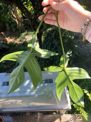 Corte de Planta Philodendron Florida Ghost