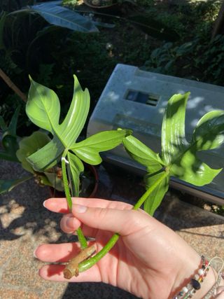 Corte de Planta Philodendron Florida Ghost