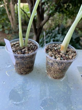 Planta Alocasia Dragon Scale