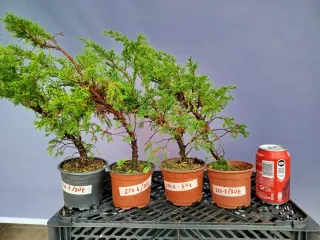 Plantón Itoigawa bonsai