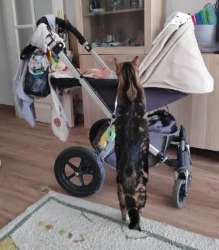 Cochecito de bebé Bugaboo Camaleón