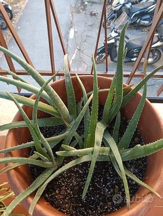 Piantine di Aloe Vera