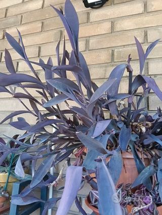 Piante succulente talee