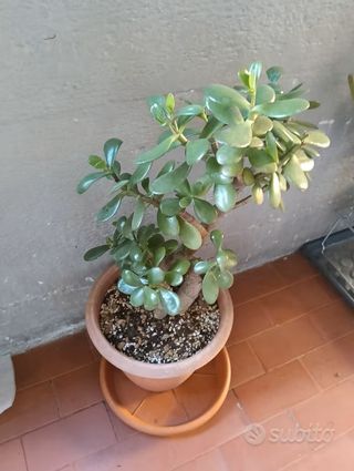Piante succulente talee