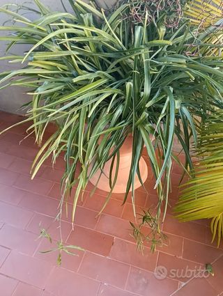 Piante succulente talee