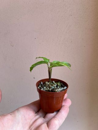 Maranta kerchoveana variegata