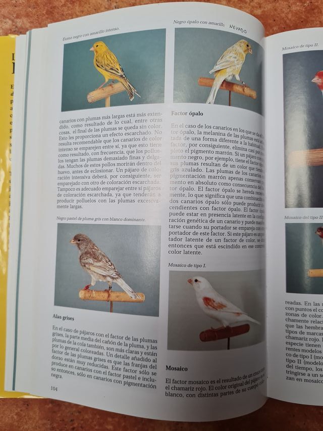 La enciclopedia de los pajaros domésticos.