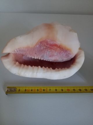 Caracola marina grande