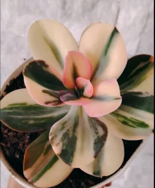 Echeveria Primadonna Pink Variegata 3 Foglie 