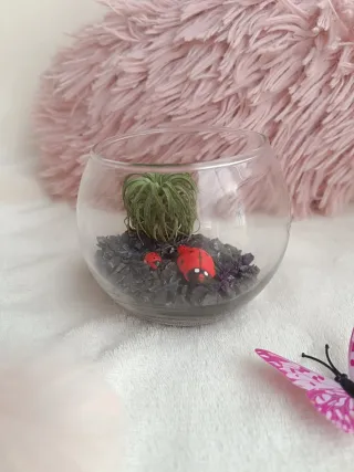 Mini Terrario Tillandsia