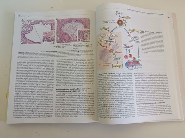 Inmunología celular y molecular 8ª edición