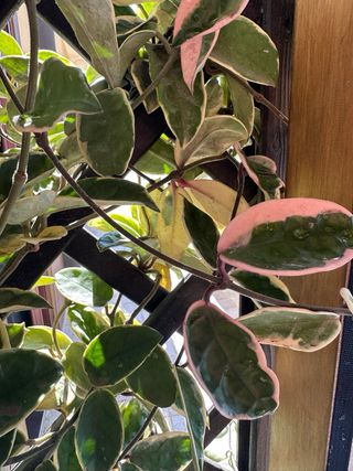 Talea Hoya Carnosa non radicata 10 cm