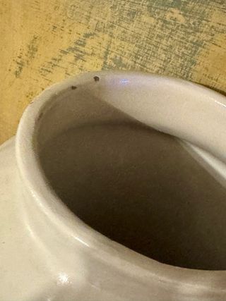 Vaso farmacia Molaroni Pesaro Cinchonae Cortex