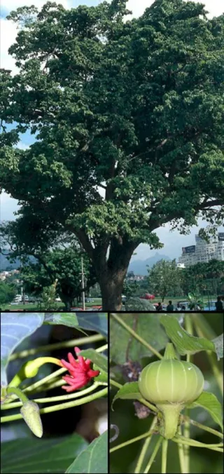 Árbol Hura Crepitans