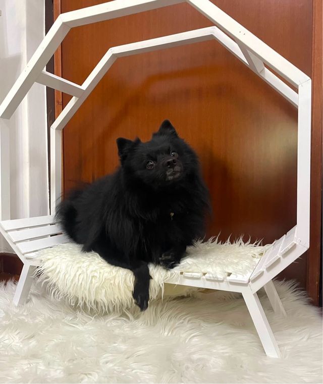 Cuccia design per cane/gatto