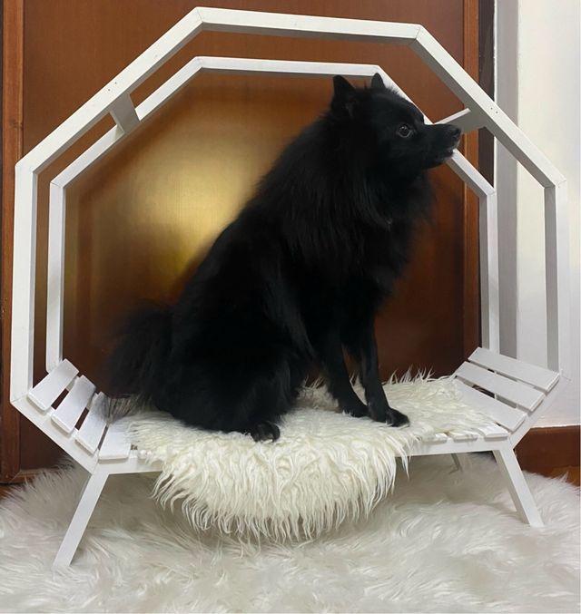 Cuccia design per cane/gatto