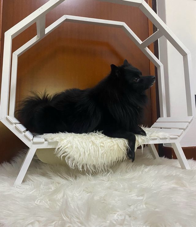 Cuccia design per cane/gatto