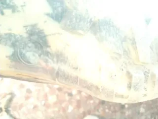 Botas de agua estampadas estilo periódico