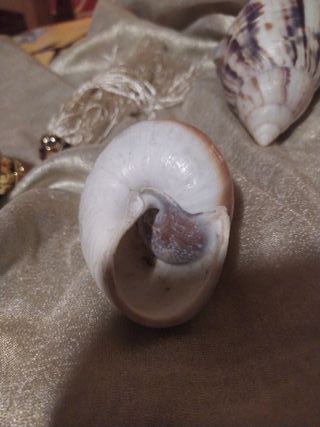 3 conchiglie decorative