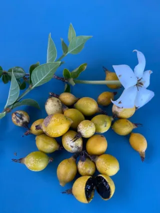 Rosenbergiodendron Formosum Randia Formosa. semill